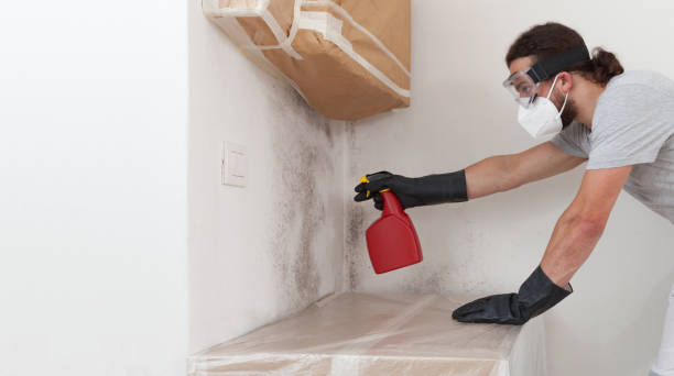 Basement Mold Remediation treatment on basement walls in Buffalo Mills